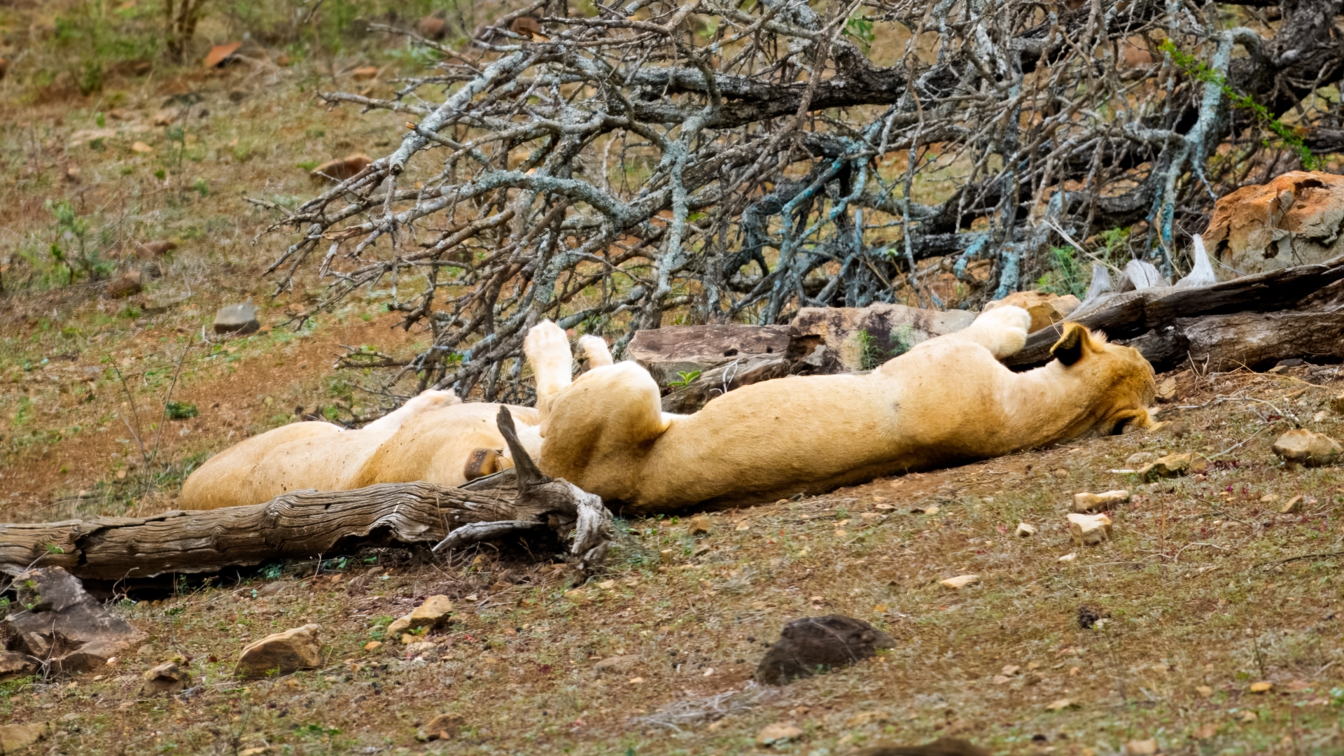 Kruger25 2025 10 28 13 37 50 ILCE 1M2 40